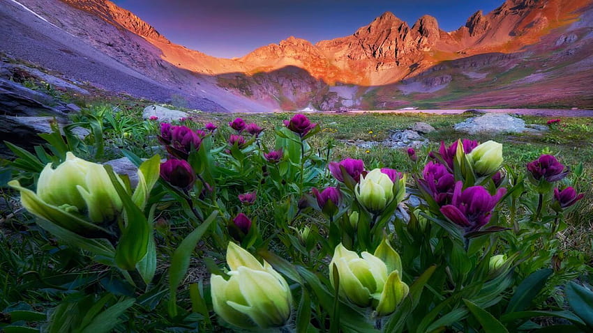 コロラド州南西部の高山湖を囲む美しい野生の花、花、色、花、空、山、アメリカ、日没 高画質の壁紙