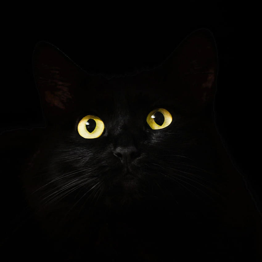 Black Cat Eyes Dark iPad Air HD phone wallpaper