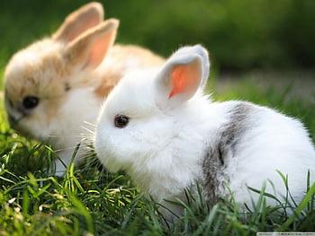 Cute bunnies laptop HD wallpapers | Pxfuel