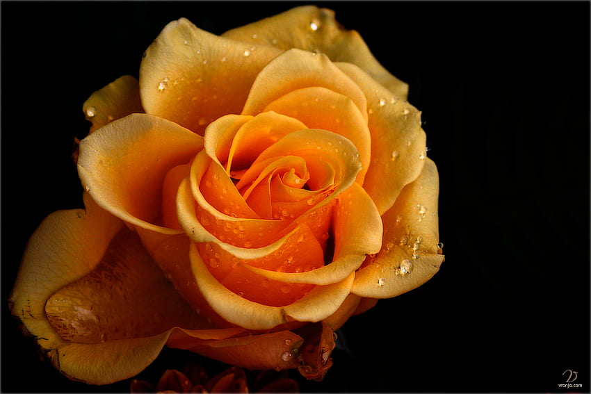 One Yellow Rose, rose, flowers, roses, yellow HD wallpaper