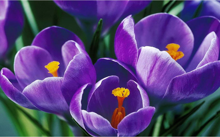Purple Spring flowers, garden, crocus, petals, blossoms HD wallpaper
