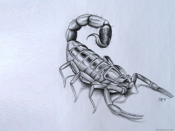 3D Scorpion on desk Art by Gerald Botha