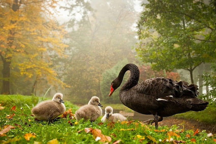 Mother Swan and Ducklings, wings, feathers, eyes, grass, ducklings, day, brown, animals, field, trees, autumn, nature, swan HD wallpaper