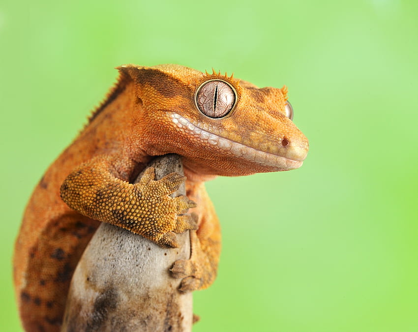 Crested Gecko Habitat , Background HD wallpaper