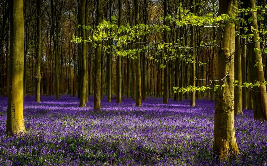 Forest, nature, flowers, tree HD wallpaper