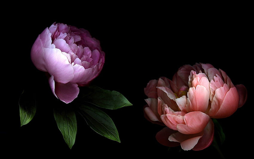 Dark Peony Images Browse 26490 Stock Photos  Vectors Free Download with  Trial  Shutterstock