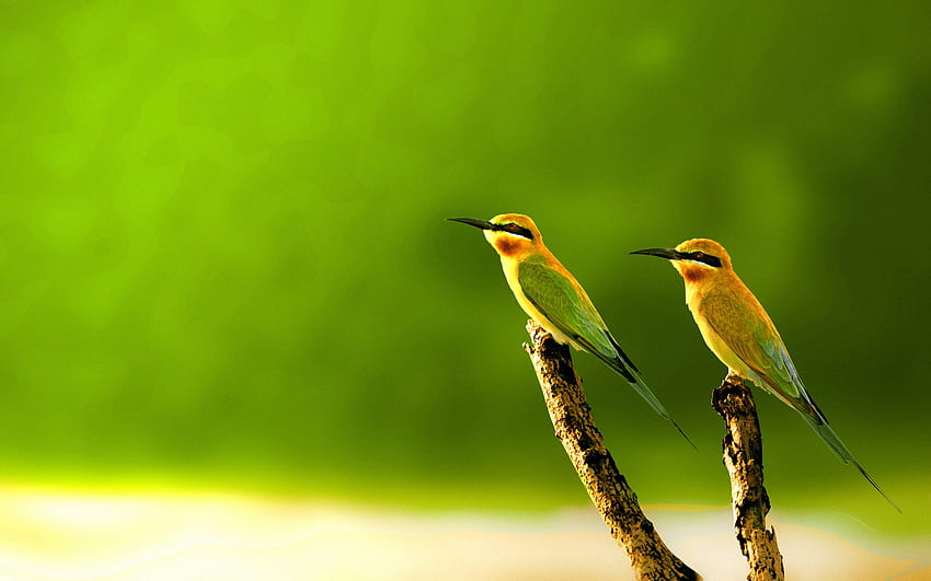 Piękny ptak pełen ,, Piękne ptaki Tapeta HD