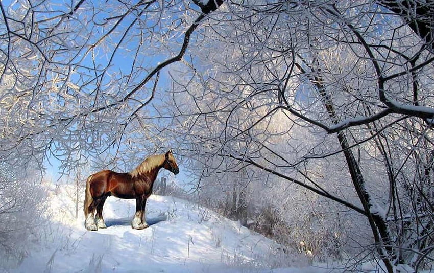 Cavallo di montagna. Ceppo di cavallo di montagna, cavallo d'inverno Sfondo HD
