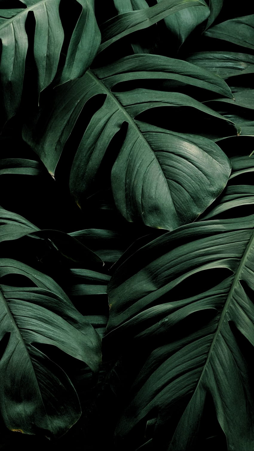 daun, tumbuhan, hijau, gelap, tumbuhan, Estetika Tumbuhan wallpaper ponsel HD