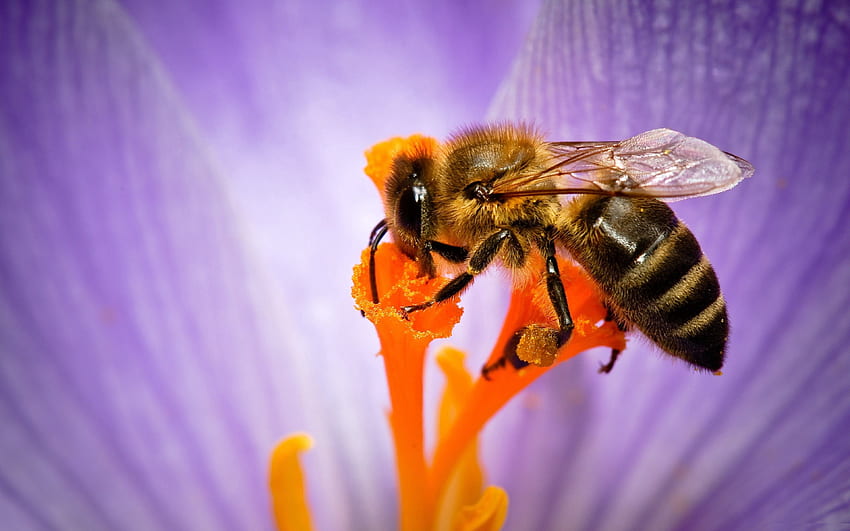 ดอกไม้ มาโคร กลีบดอก ผึ้ง การผสมเกสร วอลล์เปเปอร์ HD
