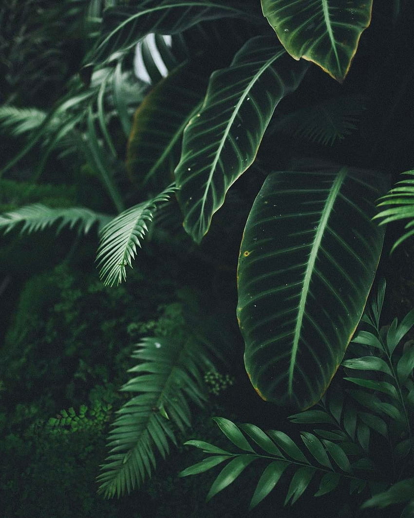 Растения от тропическите гори, растения от джунглата HD тапет за телефон