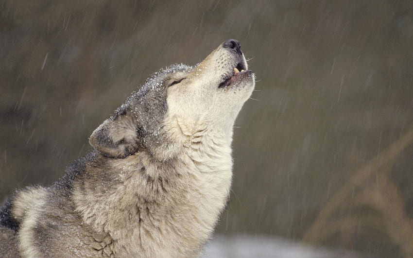 HOWLING TIMBER WOLF, animal, fierce, gray, wolf HD wallpaper