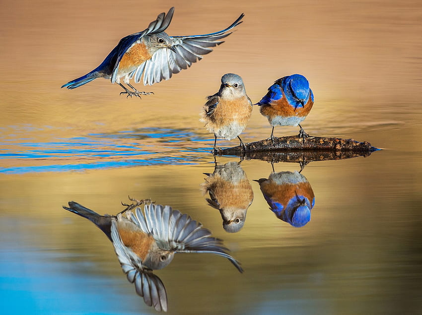 Little Birds, Water, Wings, Reflection, Birds HD wallpaper