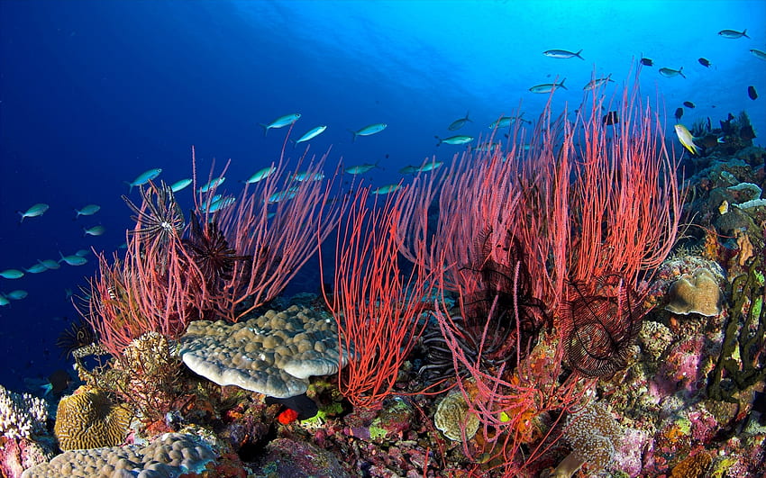 life undersea, reef, fish, coral, ocean HD wallpaper
