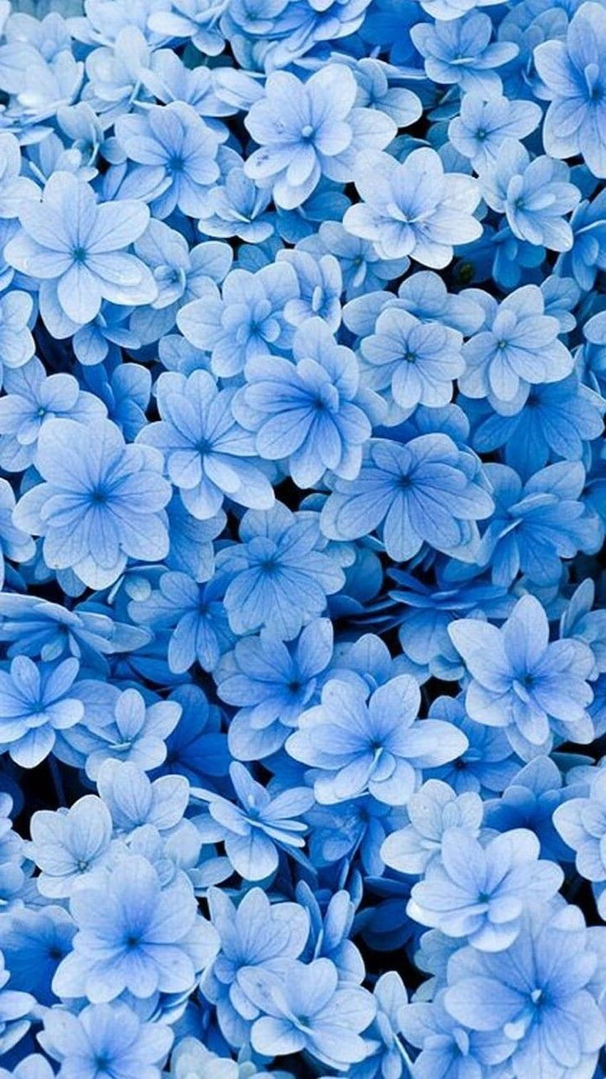 Fleurs bleues téléphone fond de printemps fond de téléphone en 2020. printemps, fleur bleue, fleur esthétique, asesthésique bleu floral Fond d'écran de téléphone HD