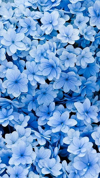 HD wallpaper blue flower flowers black simple background nature blue  flowers  Wallpaper Flare