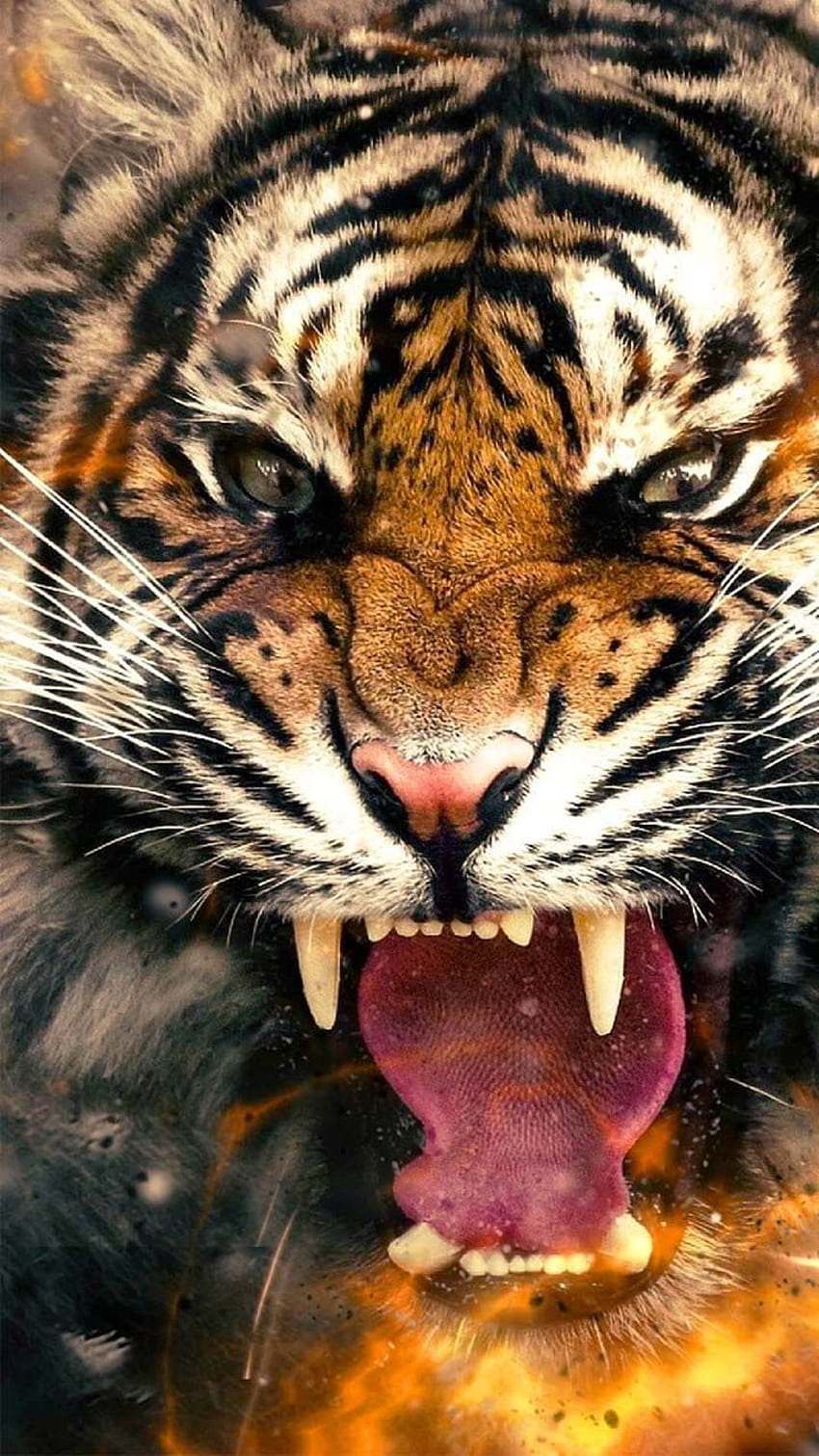 Tigre animale ruggente, testa di tigre ruggente Sfondo del telefono HD