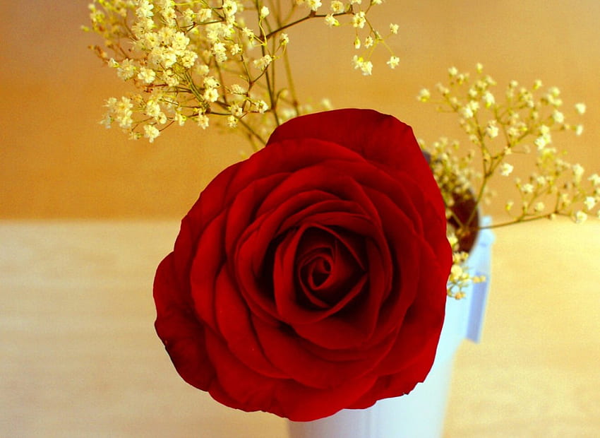 Red rose, flowers, roses HD wallpaper