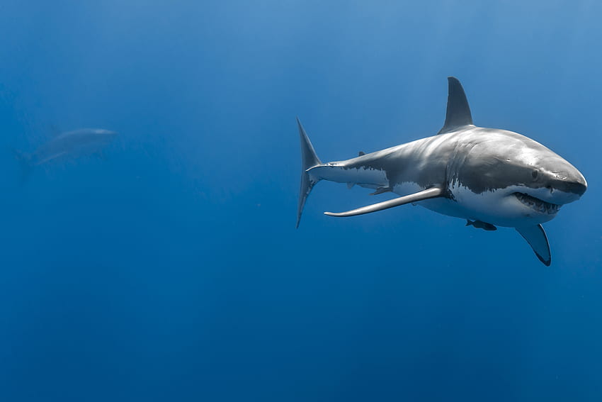 Shark, animal, wild, water, ocean HD wallpaper