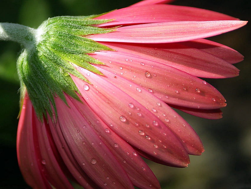 สีชมพู หยด ดอกไม้ มาโคร กลีบดอก น้ำค้าง วอลล์เปเปอร์ HD