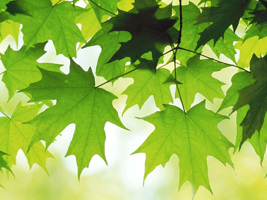 Nature, Leaves, Maple HD wallpaper