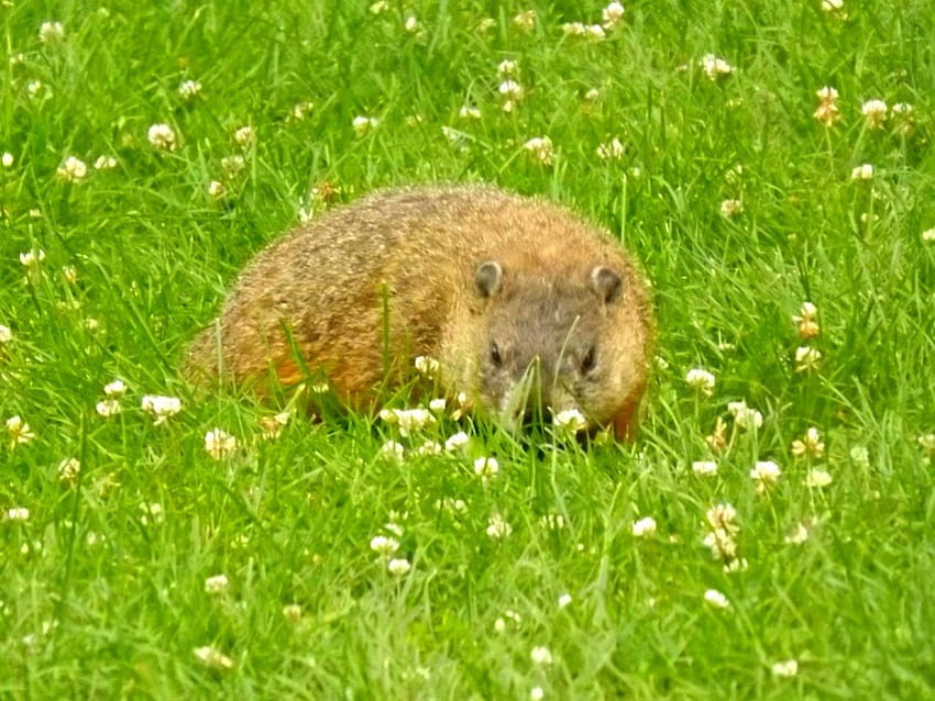 uma marmota visitante, animais, marmota, natureza, roedor, selvagem papel de parede HD