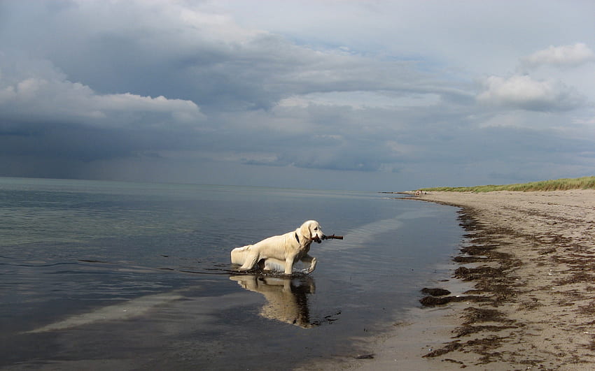 Cane giocoso, cane, dolce, mare, bianco, sabbia, cani, carino, bello, spiaggia, giocoso, animali, nuvole, natura, cielo, bello, oceano Sfondo HD