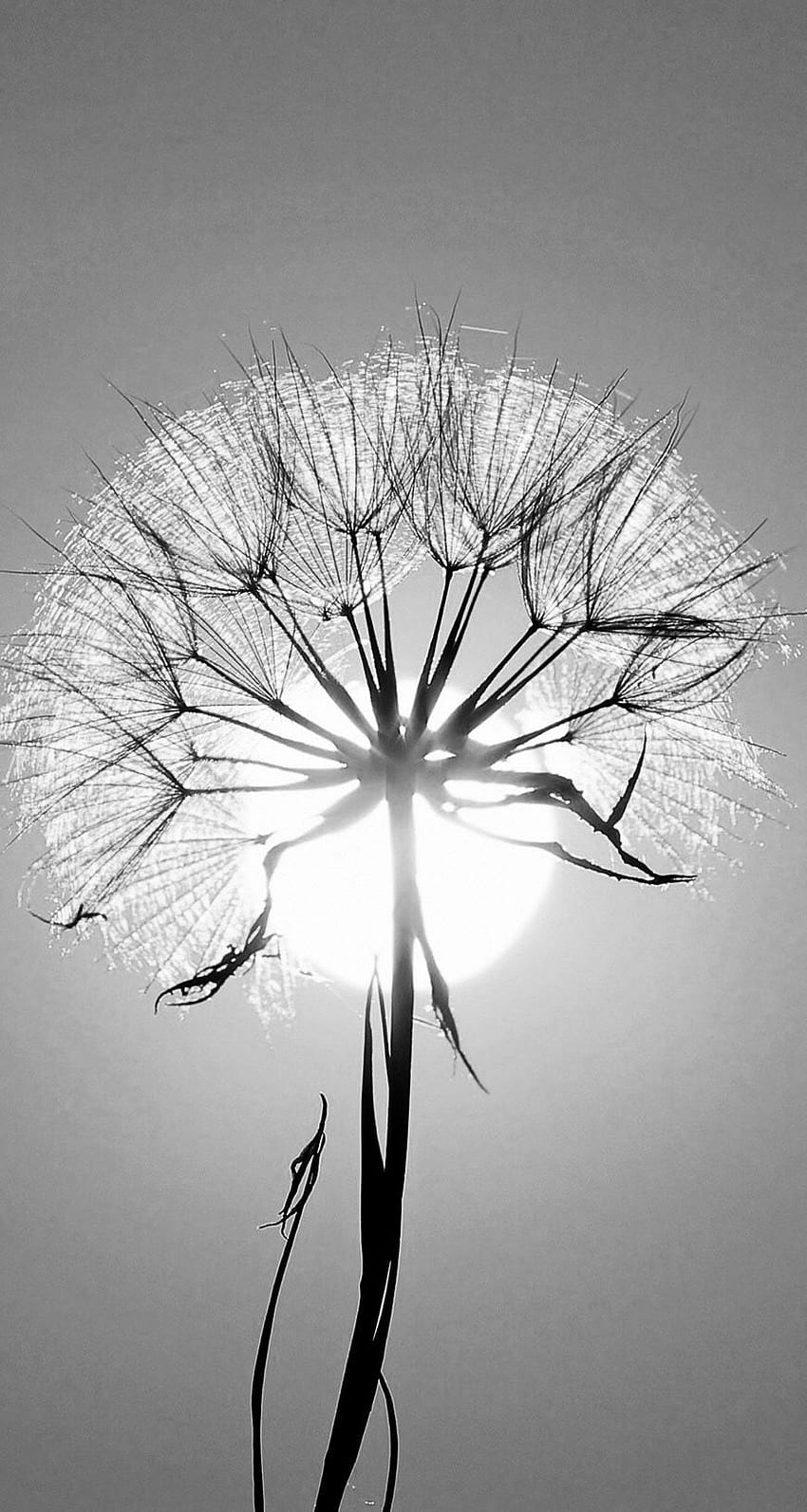 Dandelion.. in 2020. White graphy, Black and white graphy, Flowers graphy HD phone wallpaper