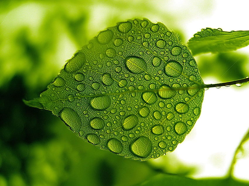 Green_leaf_with_water_drops_ 1.600×1.200 pixels. Leaves, Green leaves, Water drops, Green Leaf Rain HD wallpaper