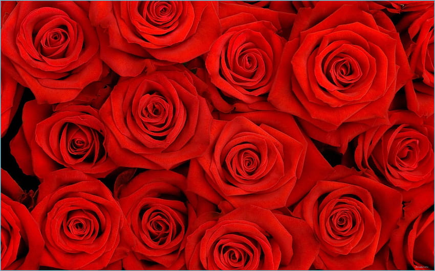 Red Roses - Top Red Roses Background - bunga mawar merah, Bunga Burgundy Wallpaper HD
