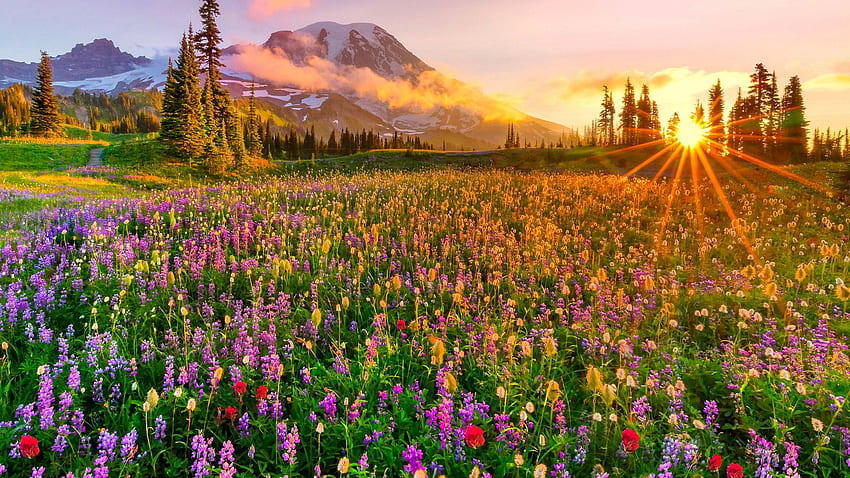 Sunset over the meadow, meadows, morning, nice, mountain, during, sunrise, beauty, background, nature, flowers HD wallpaper