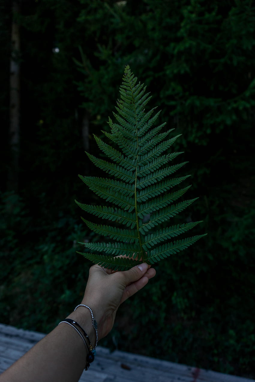 Hand, , , Fern, Sheet, Leaf HD phone wallpaper