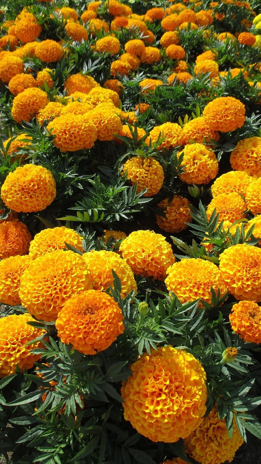 Nagietek, Pomarańcza, Nagietek Pomarańczowy Kwiat Tapeta na telefon HD