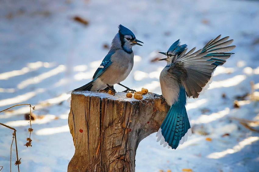 Blue Jays, inverno, natura, neve Sfondo HD