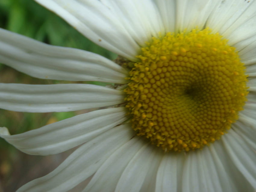 Daisy 3, spring, color, close up, flower HD wallpaper
