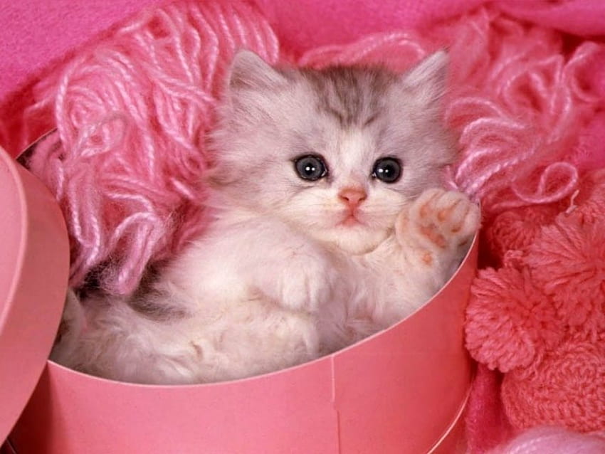 Cute cat, kitten, cat, gato, animals HD wallpaper