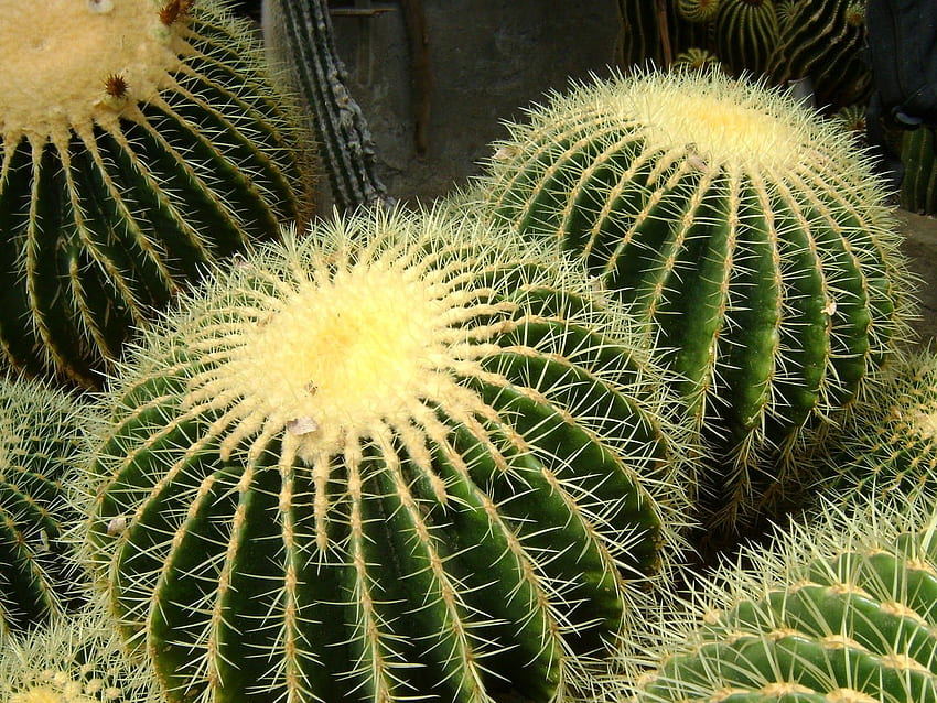 Кактус, пустинни цветя HD тапет