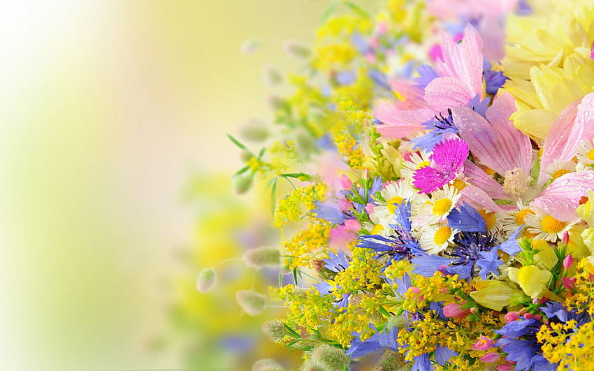 Summer Flowers Early [] für Ihr , Handy & Tablet. Entdecken Sie den Frühsommer. Vorfrühlingshintergrund, Vorfrühlingsblumen HD-Hintergrundbild
