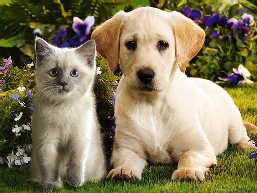 甘い愛の友達、犬、子猫、甘い、動物、庭、猫、草、子犬、花、愛、自然、友情、ペット 高画質の壁紙