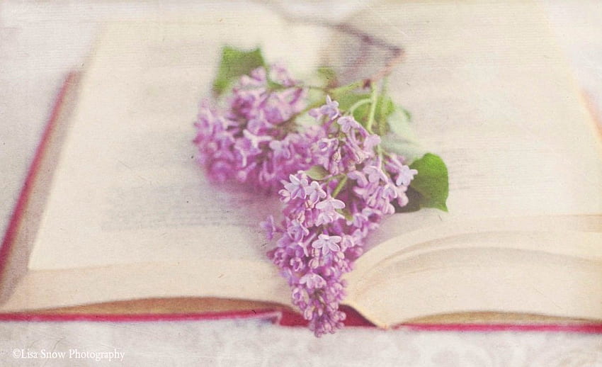 Flowers: Soft Book Lilacs Pastel Flower for 16 HD wallpaper