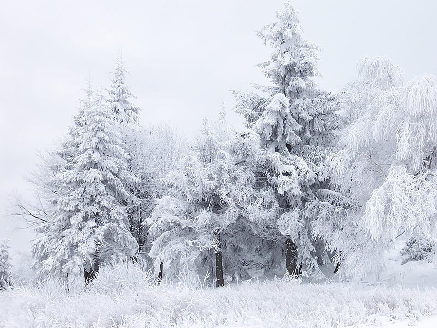 雪景色、冬、風景、雪、木々、自然 高画質の壁紙