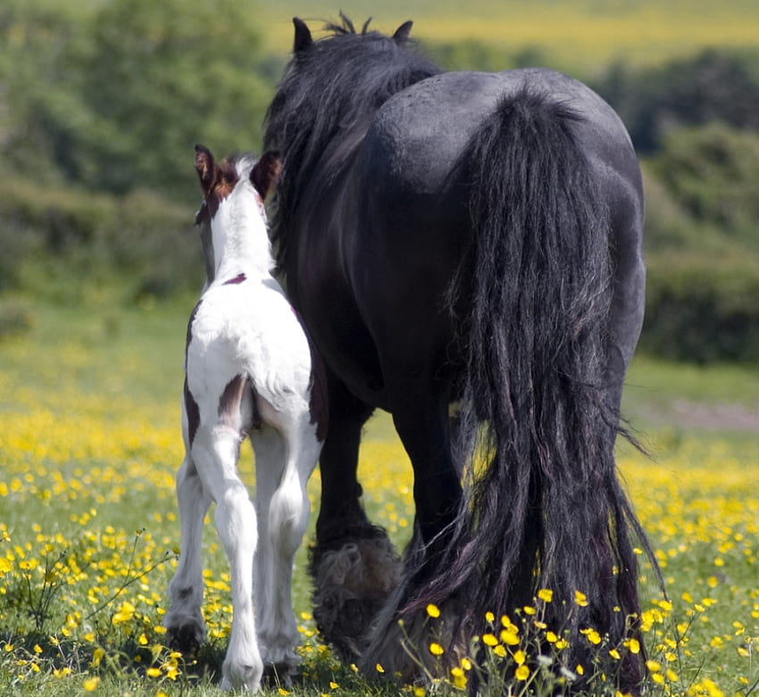 Mare and foal, powerfull, horse, mare, stallion, animals, cavalo, gorgeous, foal HD wallpaper