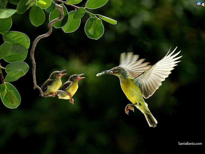Full Wide Nature & I Beautiful Nature, Birds Nature fondo de pantalla