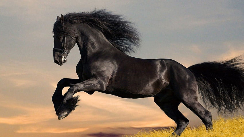 Friesian Horse, Cute Horse HD wallpaper