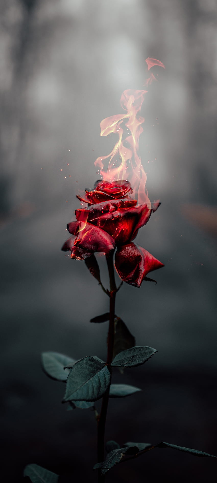 Burning Rose, rosa de té híbrida, rojo, arte, naturaleza, diseño, fuego, llama, llamas fondo de pantalla del teléfono
