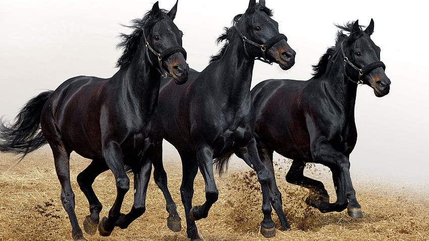 Tiere, Pferde, Kopf, Drei, Weglaufen, Laufen HD-Hintergrundbild