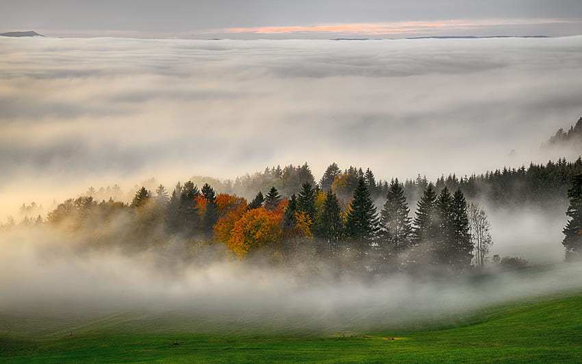 Morgennebel, Natur, Nebel, Wald, Morgen HD-Hintergrundbild