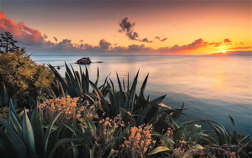 Agave on the sea coast, sunbeams, sea, sky, flowers HD wallpaper