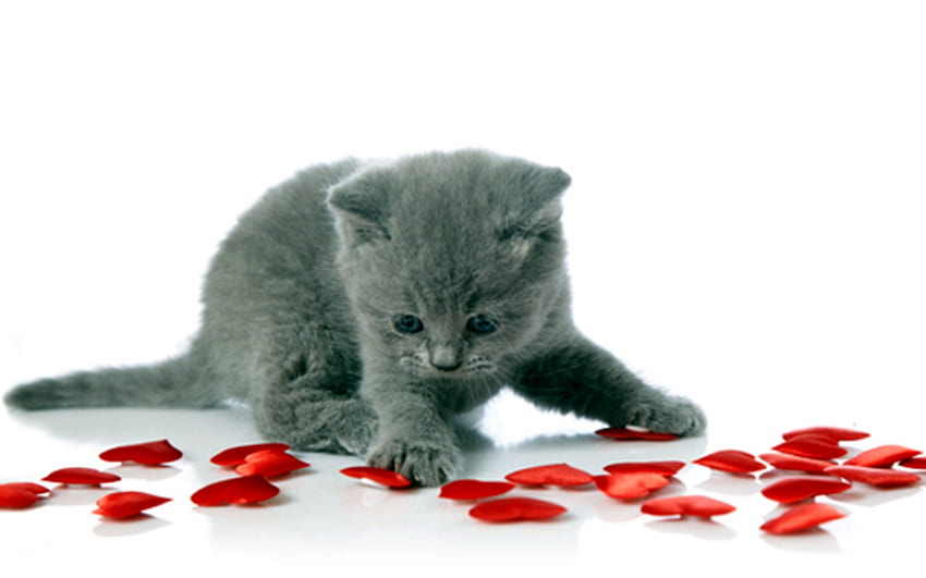Valentine Kitten, Grey, Valentine, Red, Kitten, Cute Wallpaper HD