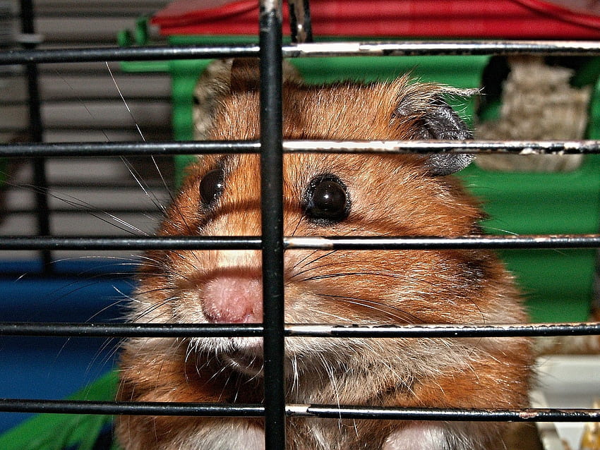 Hamster, Hewan, Kandang, Hewan Pengerat, Kecil Wallpaper HD